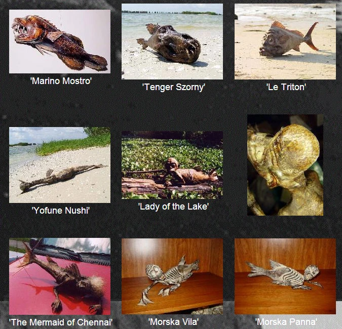 Thực hư quái vật người cá được rao bán giá cả nghìn USD ảnh 11